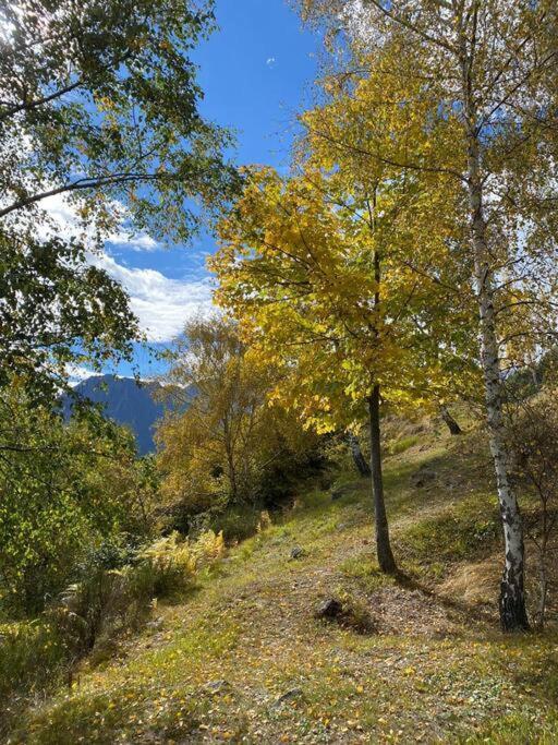 Casa Del Cios Calda E Intima Casetta Immersa Nel Verde Delle Montagne Alpe Basciumo Extérieur photo