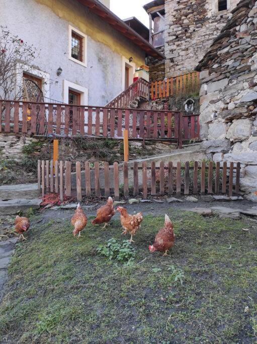 Casa Del Cios Calda E Intima Casetta Immersa Nel Verde Delle Montagne Alpe Basciumo Extérieur photo